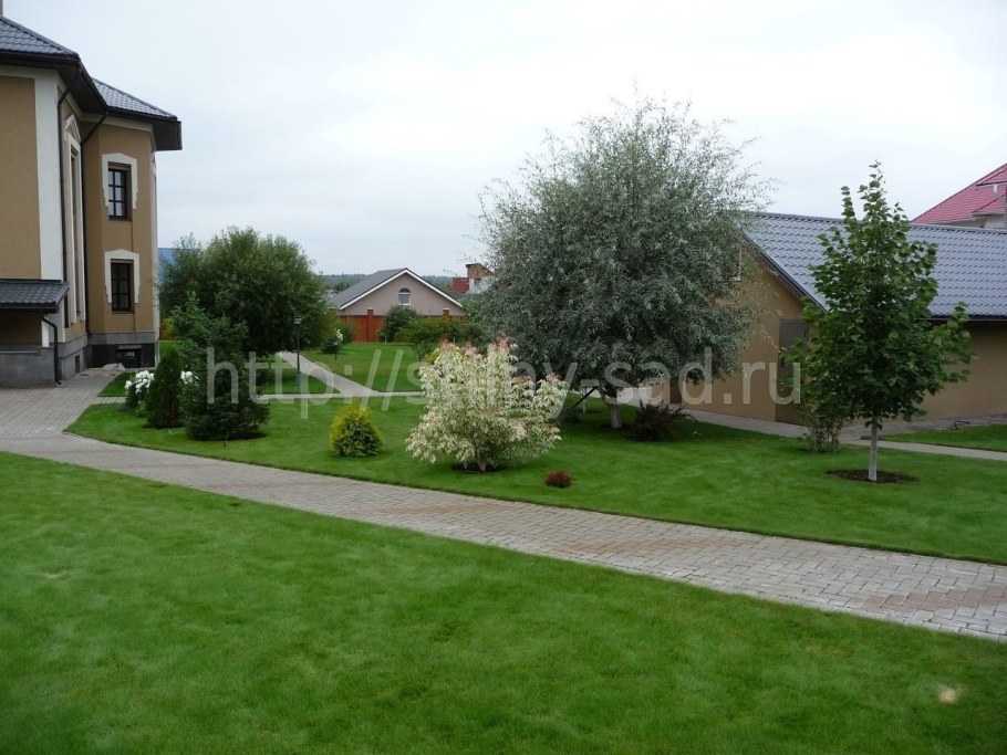 Клен Фламинго в ландшафтном дизайне фото