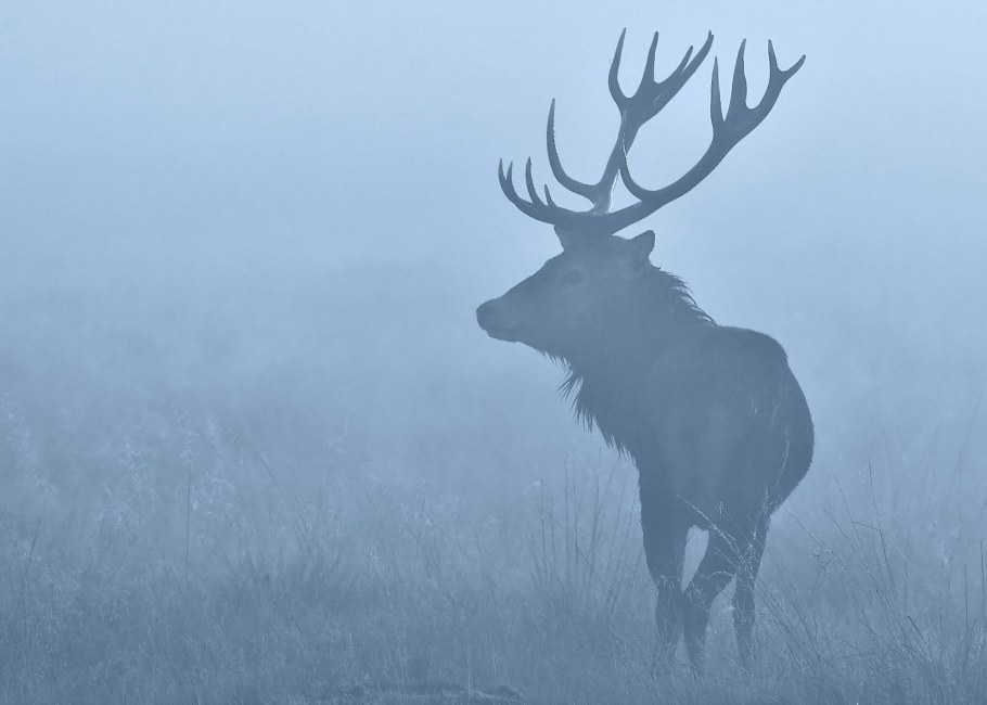 Фон с оленями