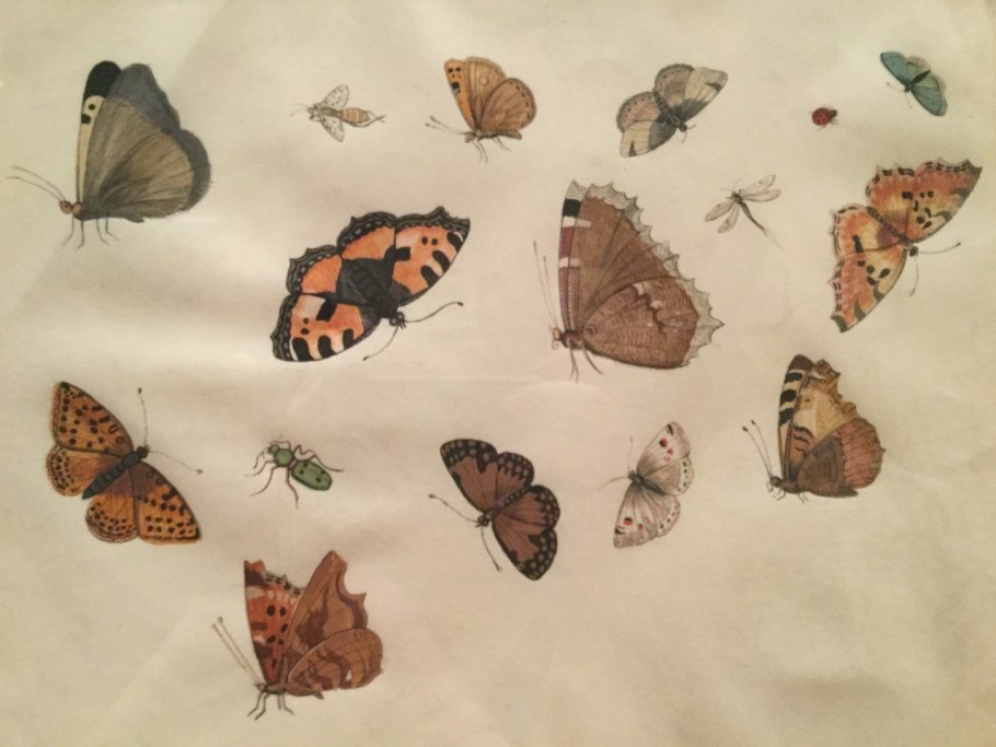 Бабочки коричневого цвета