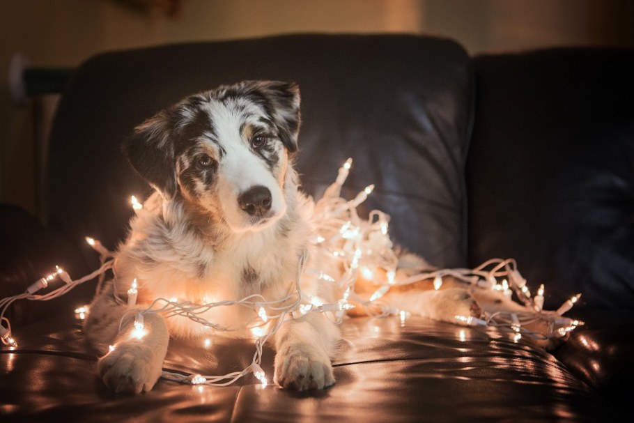 Эстетика собак