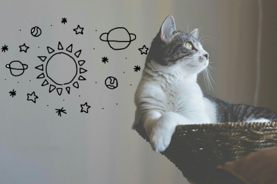 Котики в квадрате Эстетика