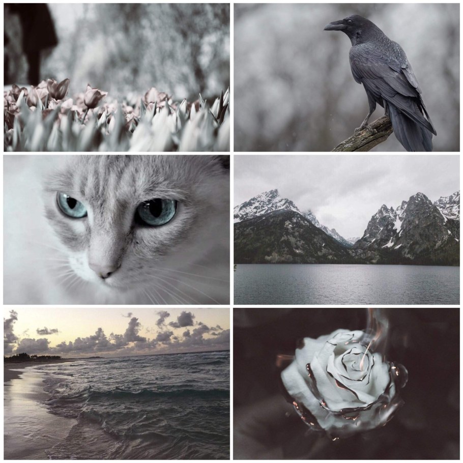 Коты Воители Эстетика