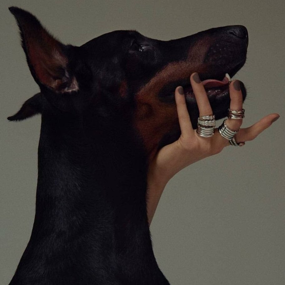 Эстетика собак Доберманы