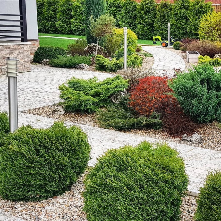 Туя шаровидная Мириам.