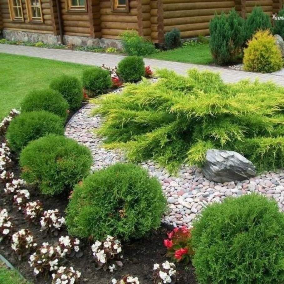 Туя шаровидная Даника..