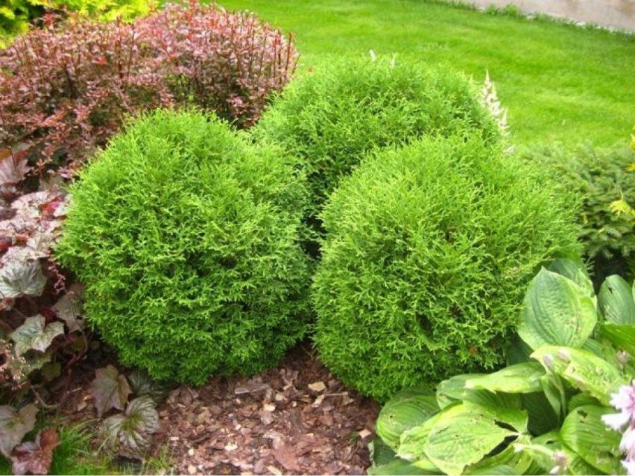Туя шаровидная Мириам.