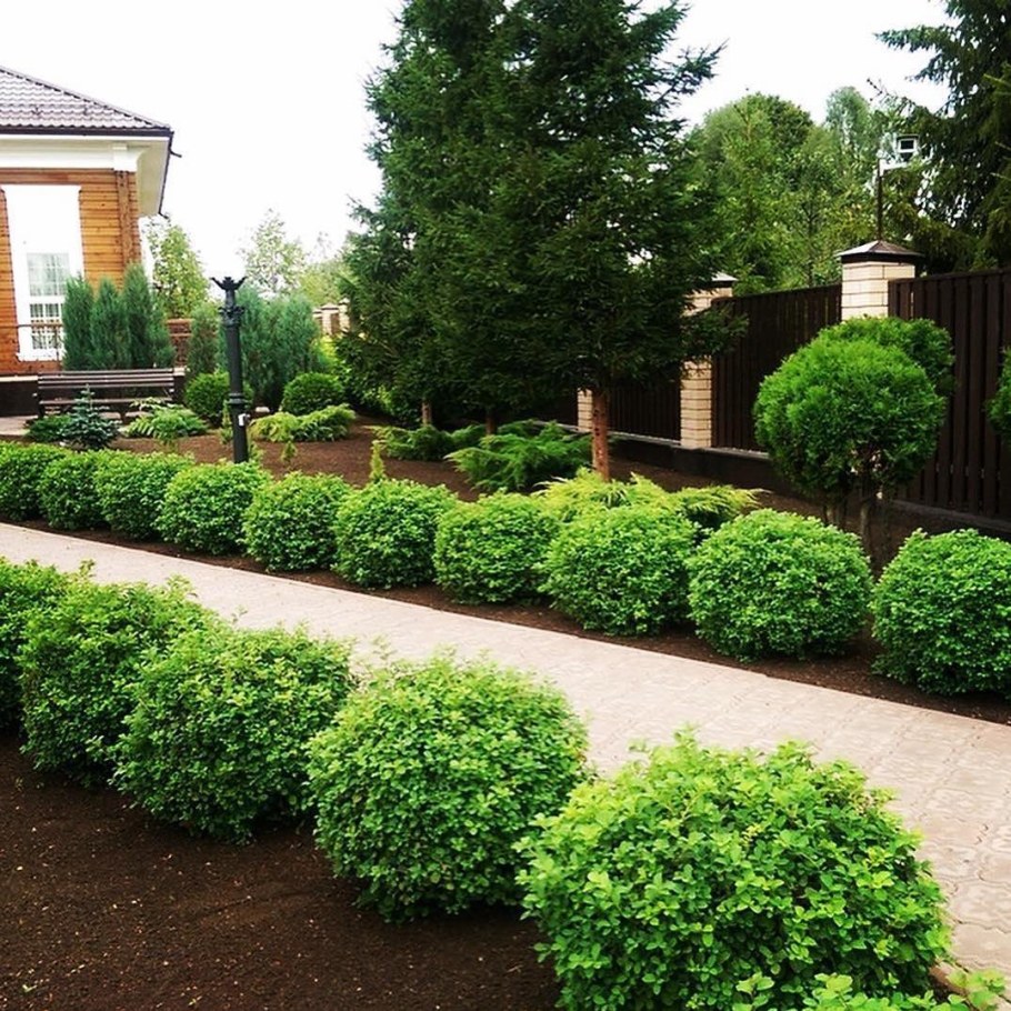 Туя Западная Даника Живая изгородь