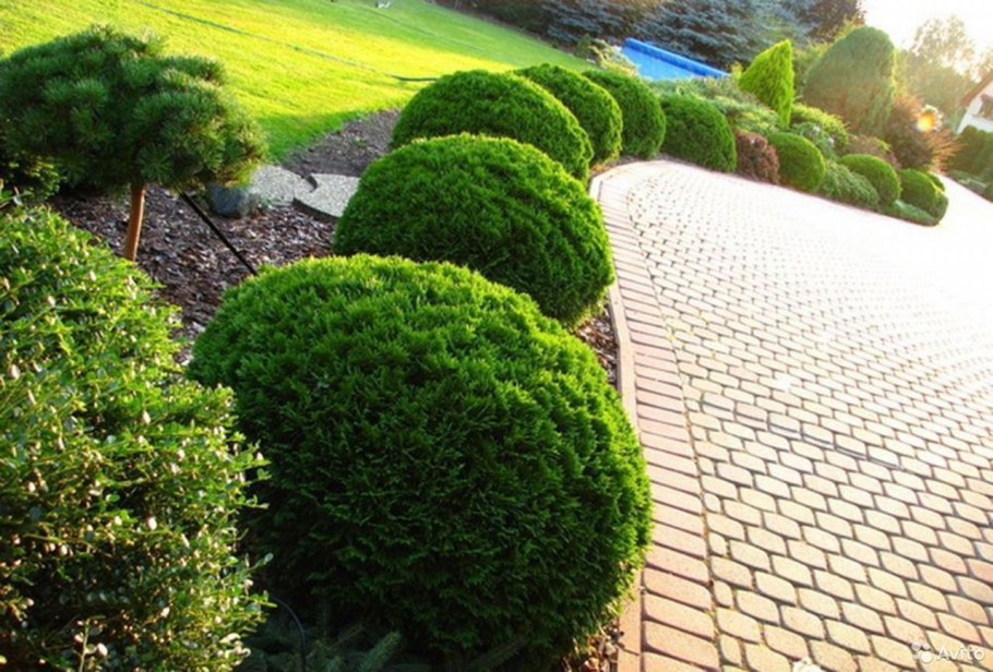 Туя Западная шаровидная Даника