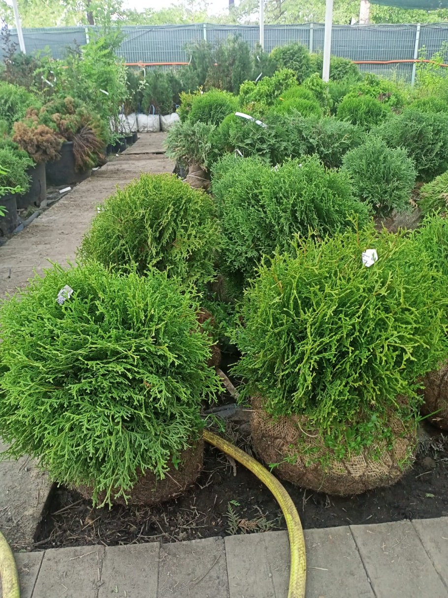 Туя Даника не пушистая