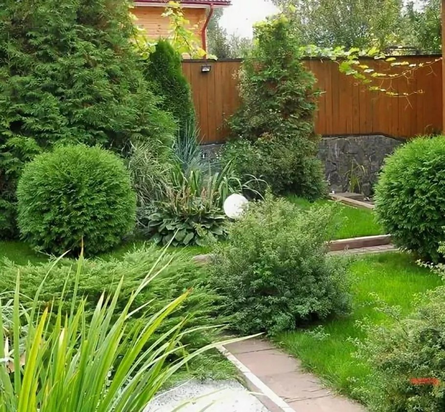 Туя Западная Даника в ландшафте