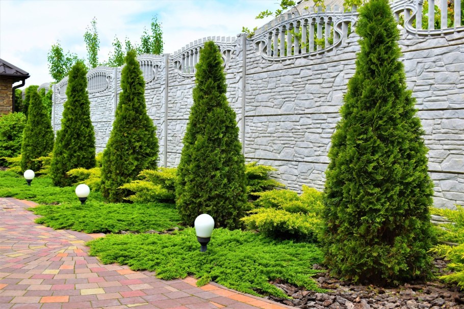 Туя Голден Смарагд в ландшафтном