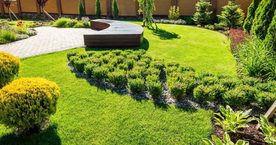 Туя Даника на клумбе