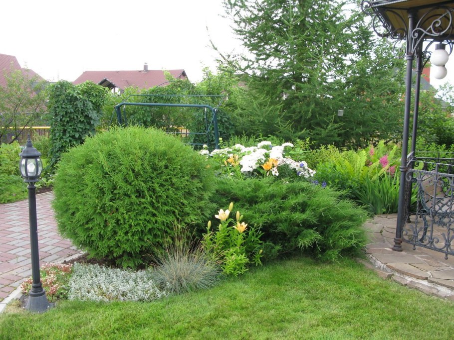 Туя Западная Глобоза Ауреа