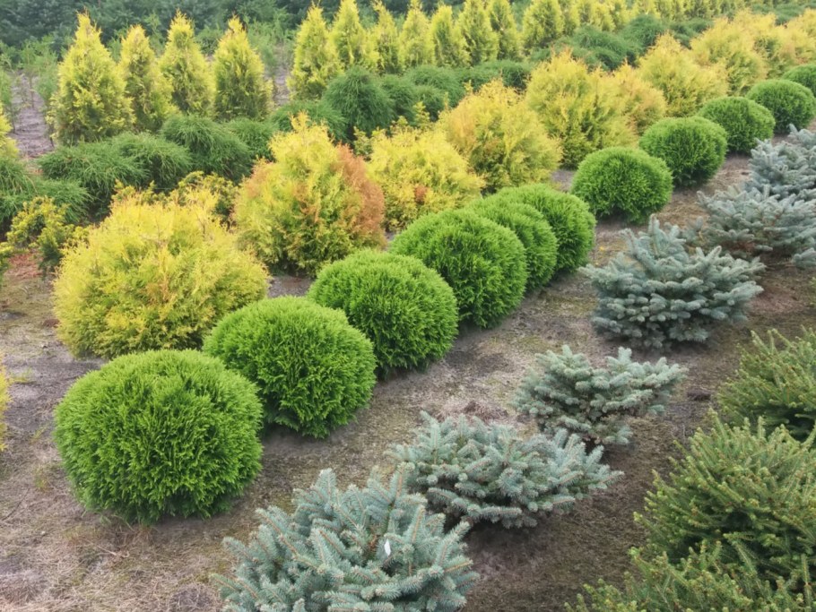 Туя Даника Ауреа