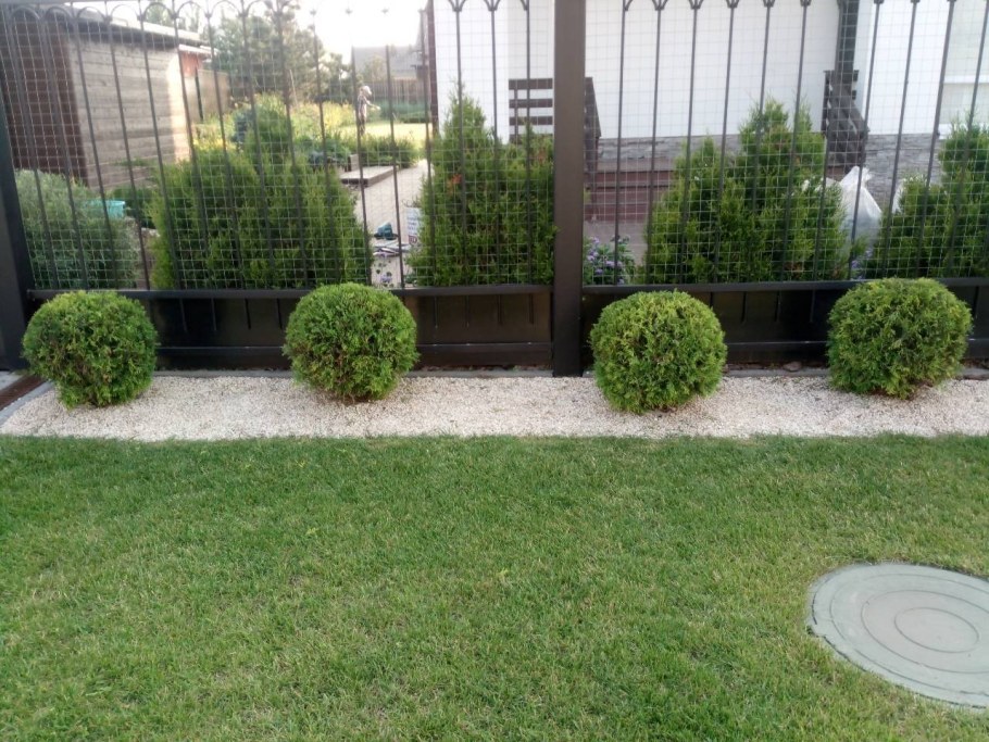 Туя Западная Даника