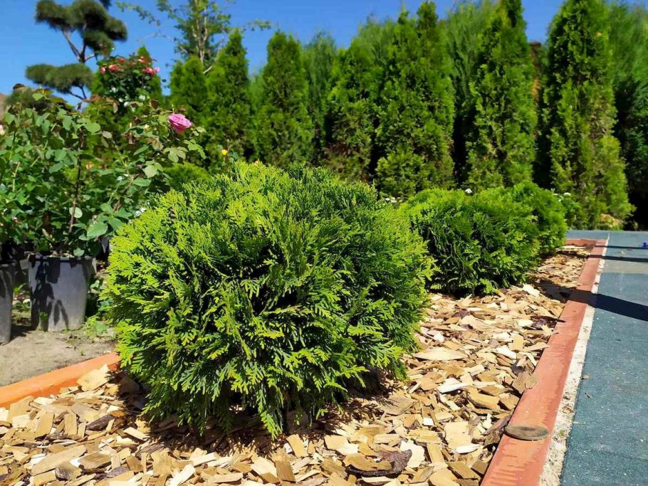 Туя окциденталис Даника