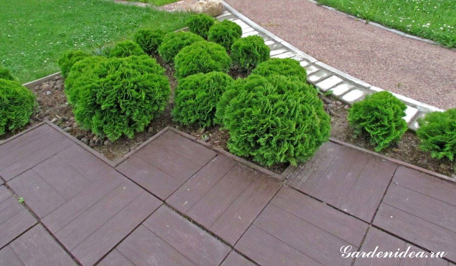 Туя Даника на клумбе