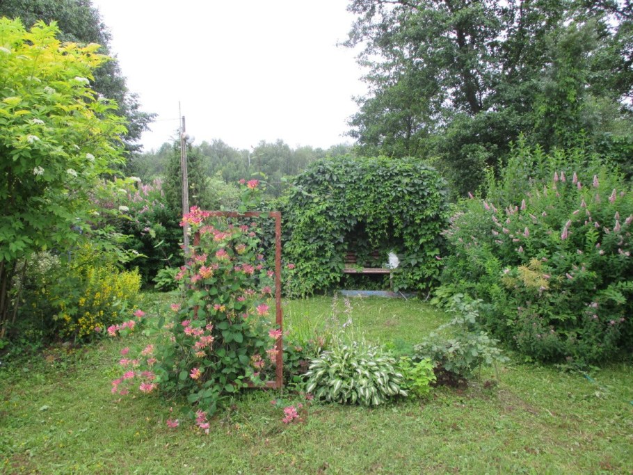 Жимолость каприфоль d kfylifayjv lbpfqyt