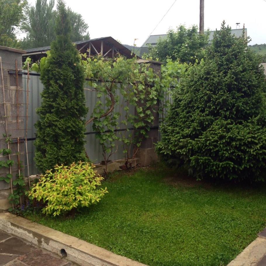 Жимолость каприфоль вдоль забора