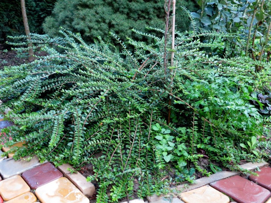 Жимолость шапочная Lonicera pileata