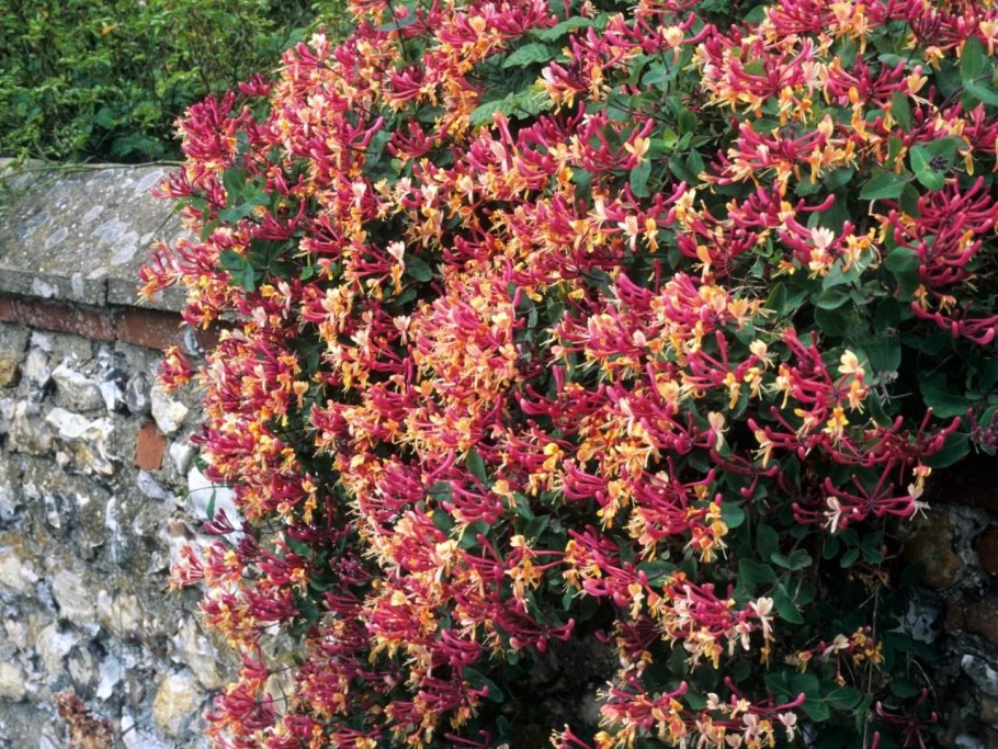 Жимолость вьющаяся Серотина