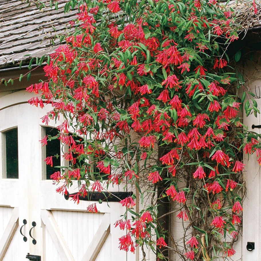 Жимолость Брауна 'Dropmore Scarlet' ("Дропморе Скарлет")