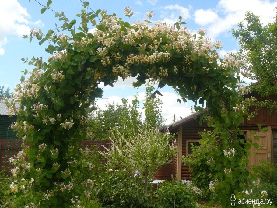 Жимолость каприфоль Живая изгородь