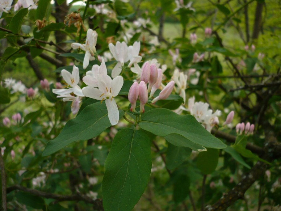 Lonicera tatarica жимолость Татарская