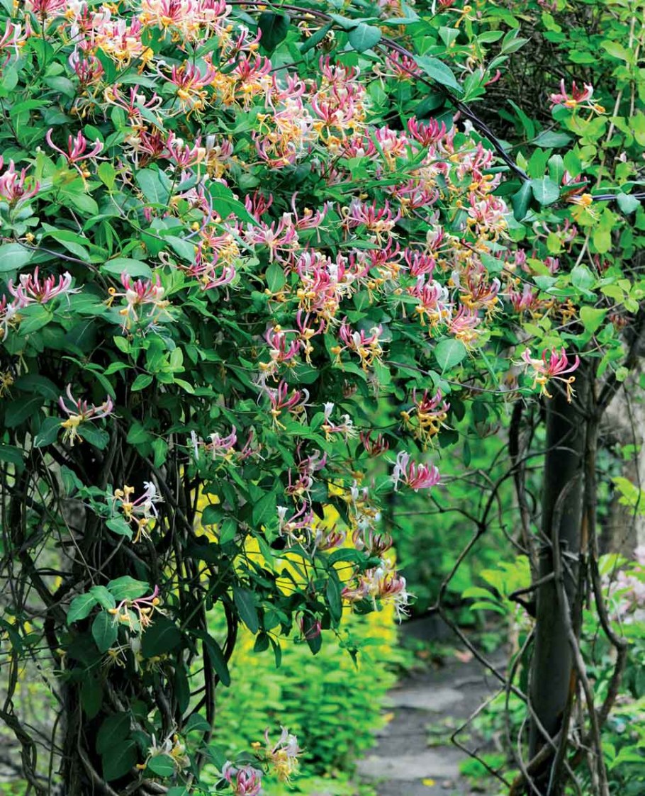 Жимолость декоративная каприфоль