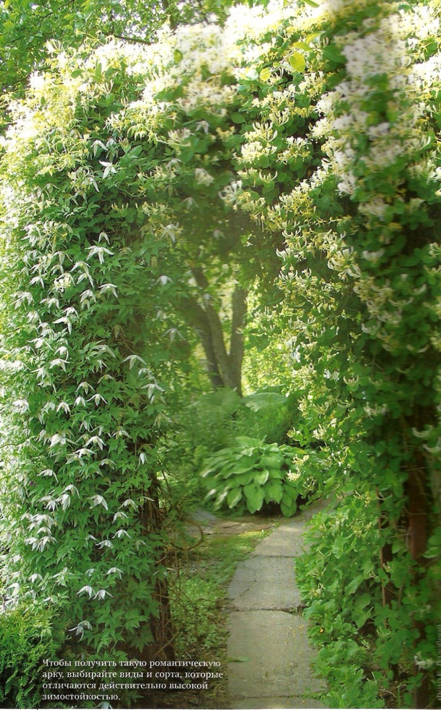 Каприфоль на перголе