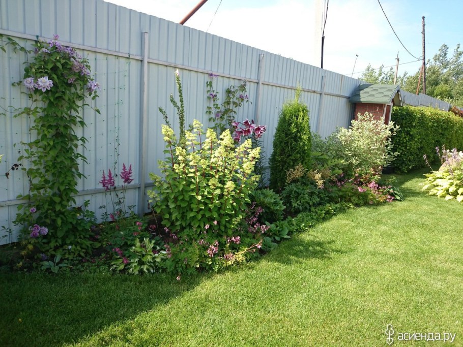 Миксбордер гортензия клематис туи