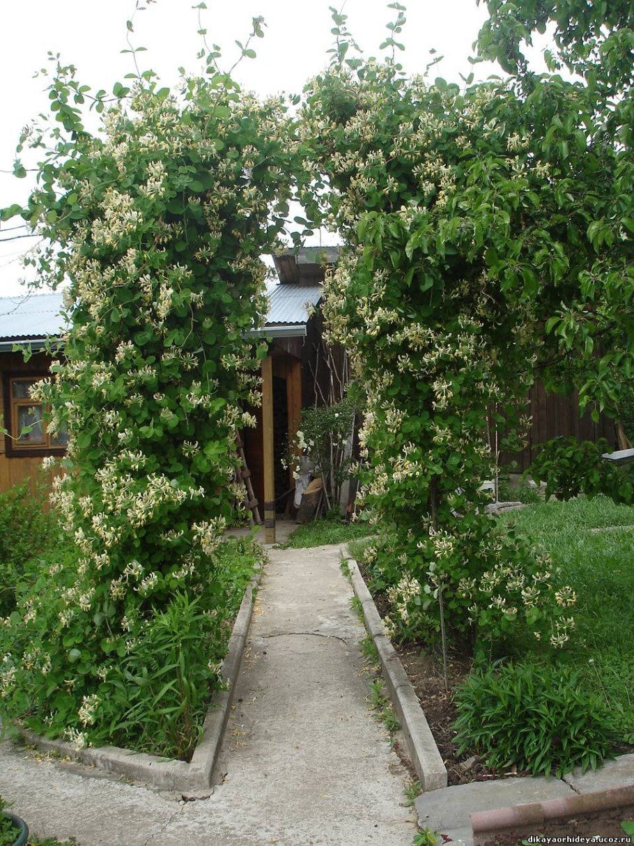 Актинидия плетистая