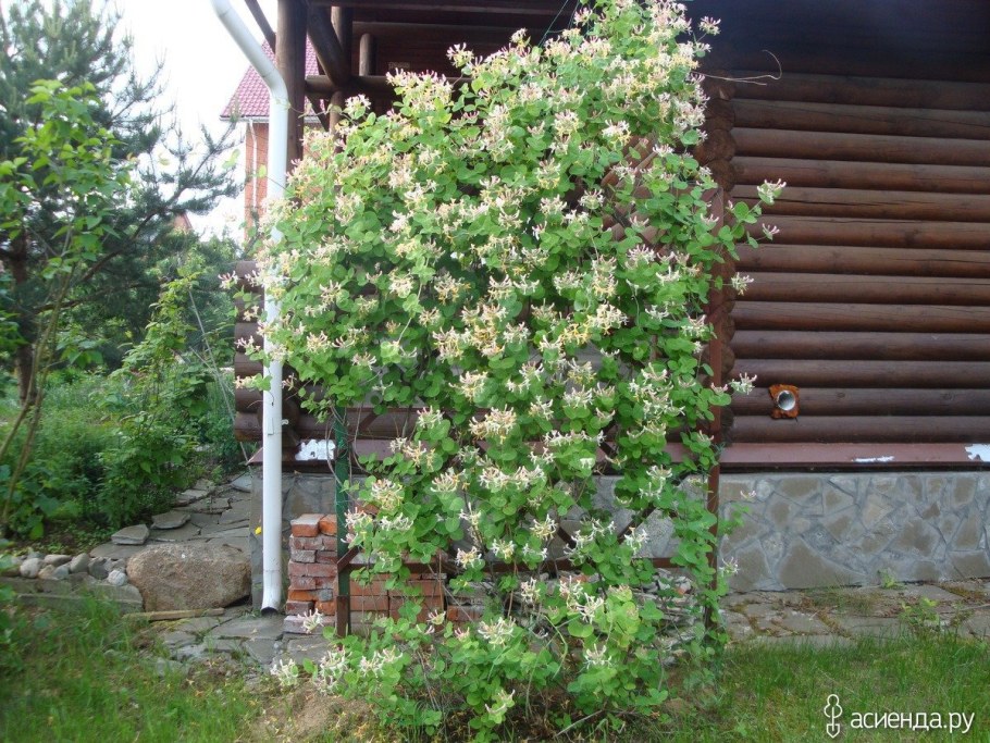 Жимолость каприфоль Живая изгородь