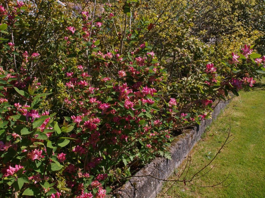 Жимолость Татарская изгородь