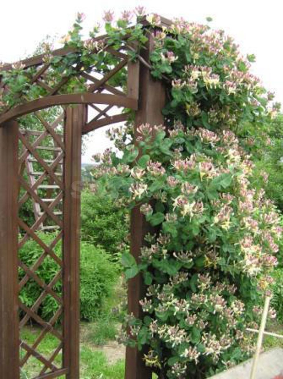 Жимолость вьющаяся каприфоль