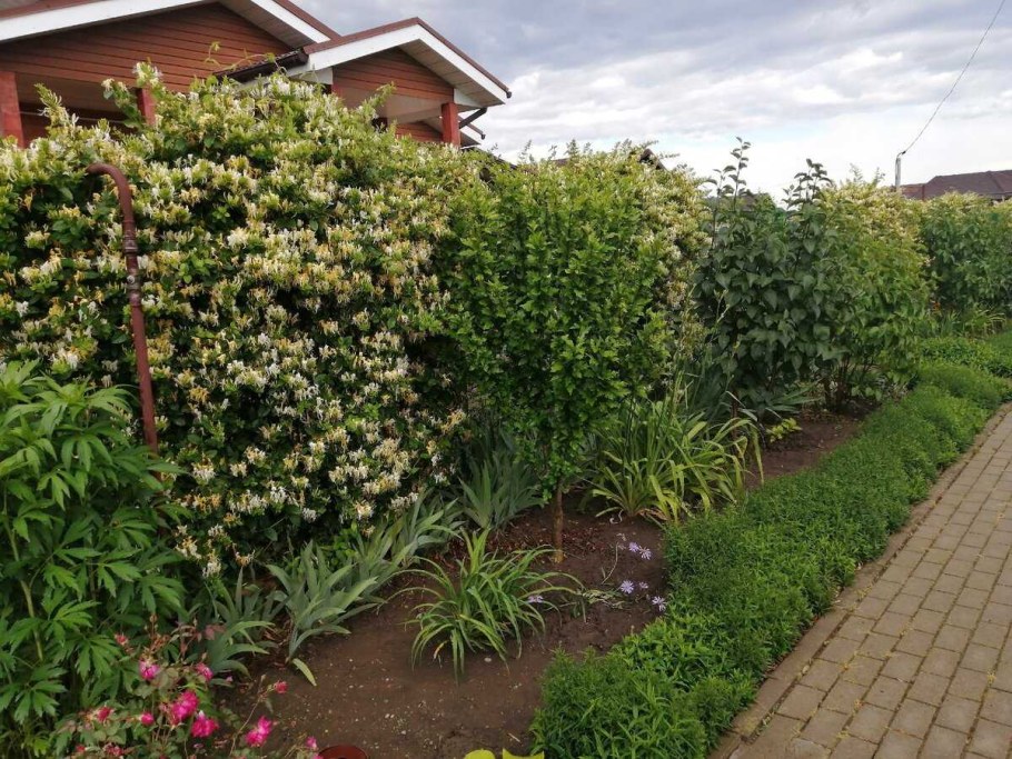 Жимолость каприфоль изгородь