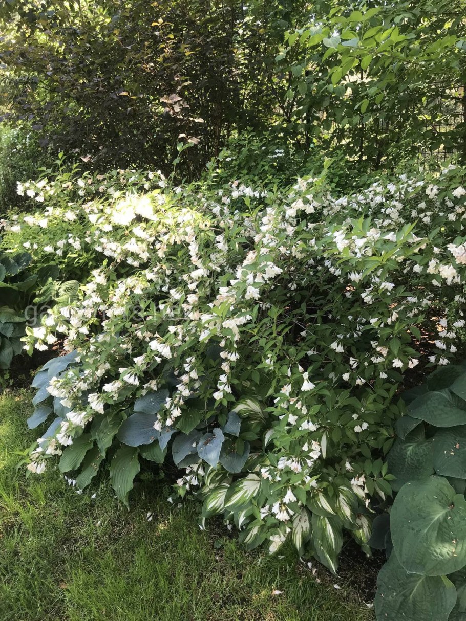 Клумба с жимолостью