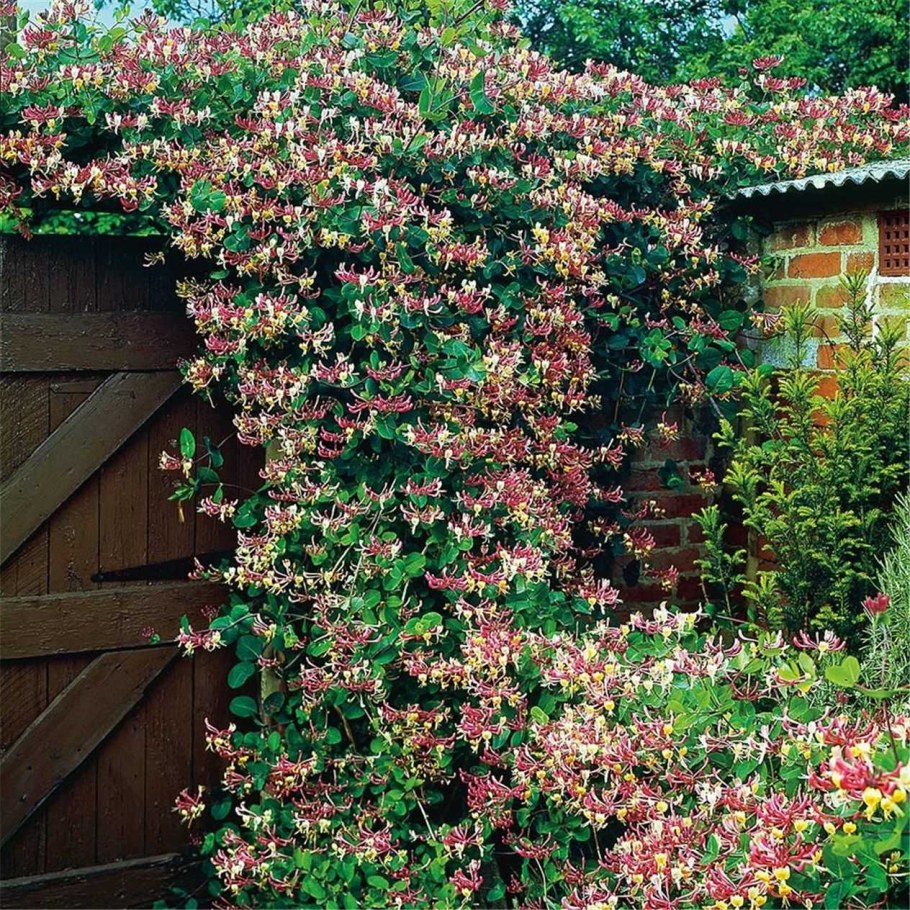 Жимолость вьющаяся каприфоль