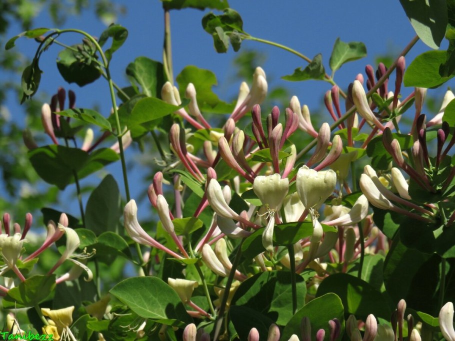 Каприфоль Лиана