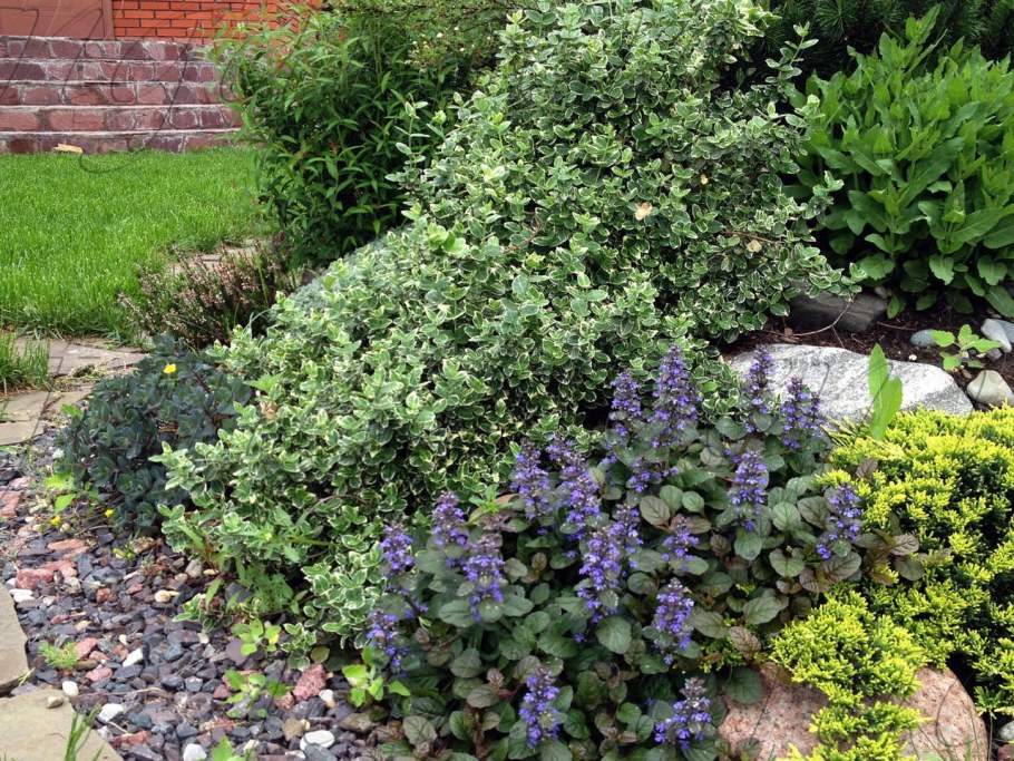 Композиция Садовая с голубикой