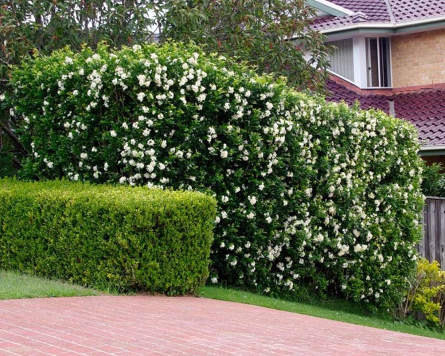 Чубушник венечный Живая изгородь
