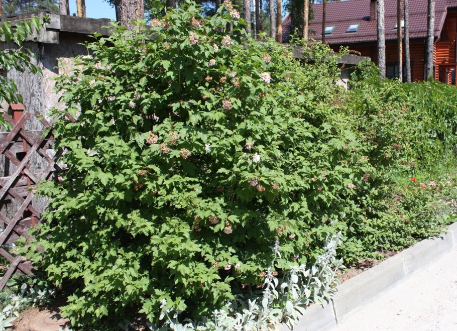 Калина обыкновенная Розеум