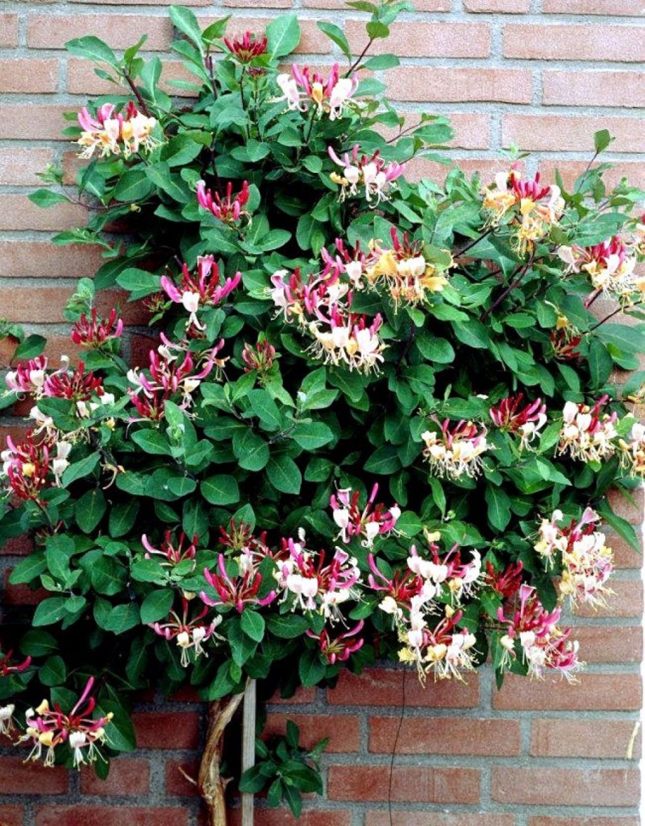 Жимолость каприфоль Лиана