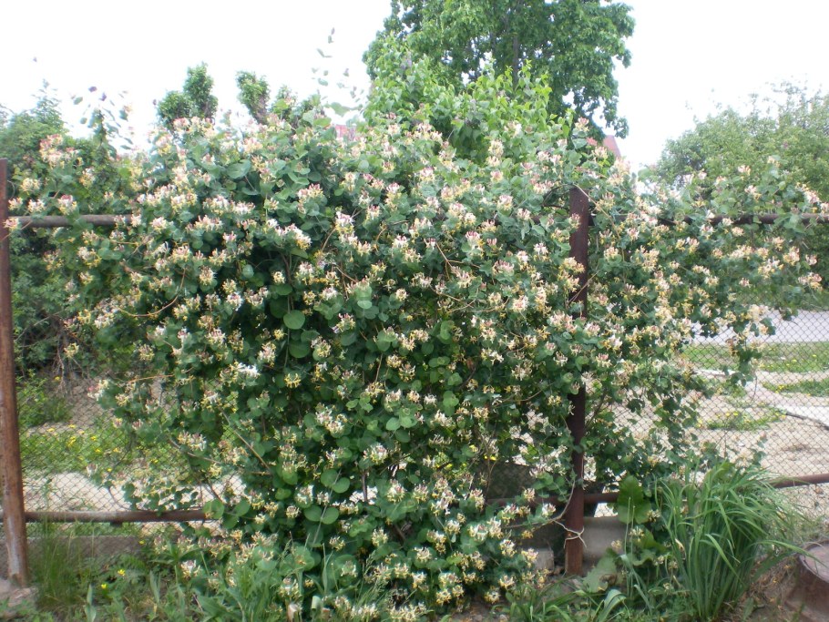 Жимолость каприфоль куст