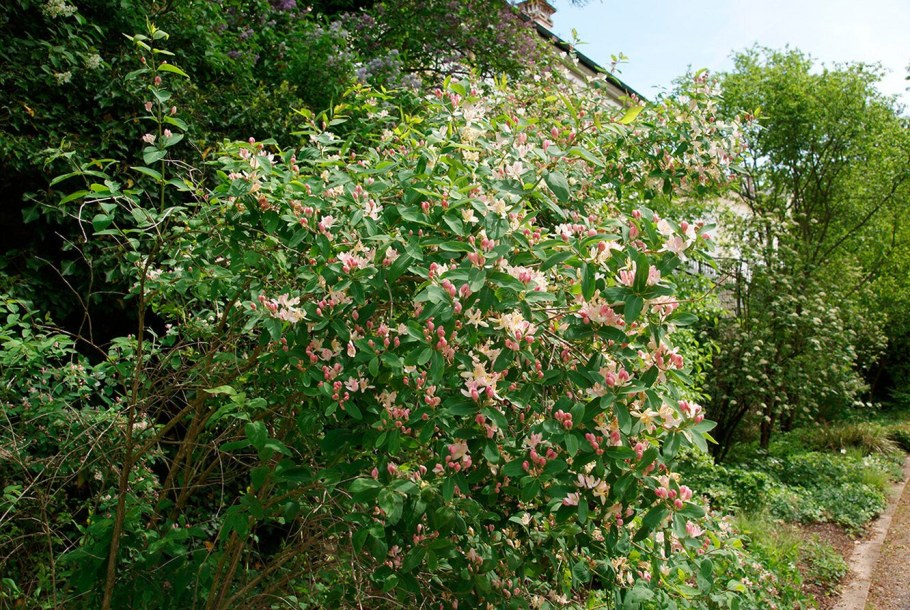 Жимолость Татарская куст