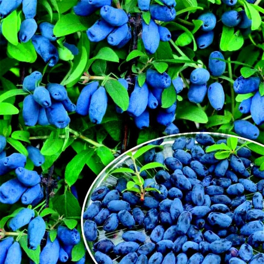 Жимолость ягода