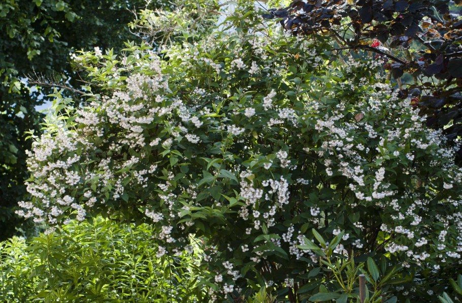 Жимолость Маака куст