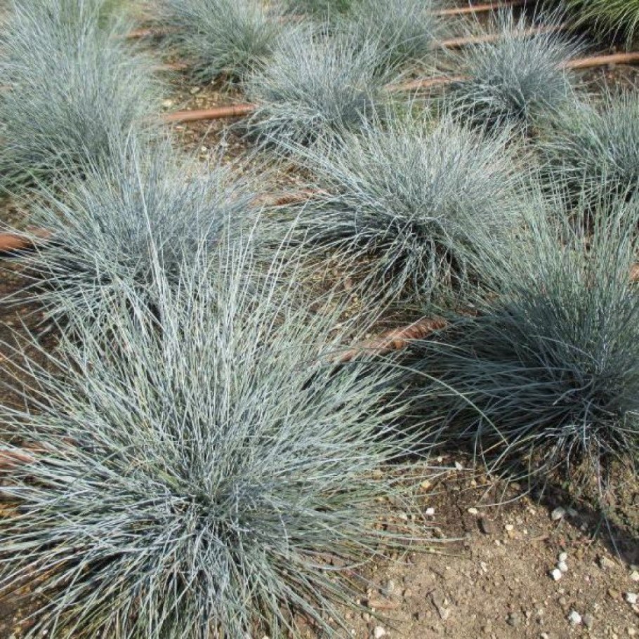 Овсяница сизая Варна