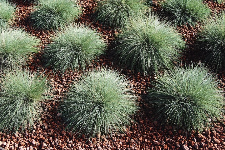 Овсяница сизая Azurit