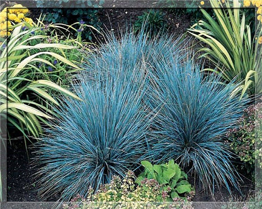 Овсяница сизая Varna